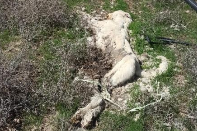 Kayseri'de ayaklar bal 2 kpek ls bulundu