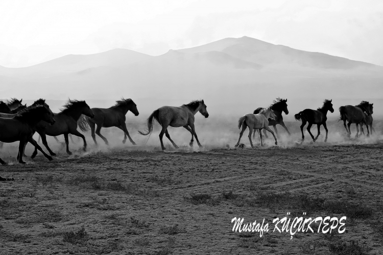 ATLAR EN SADIK HAYVANLAR