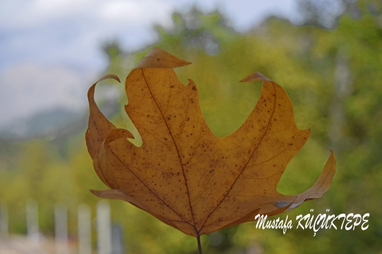 SONBAHAR YA�IYOR SOKAKLARIMA