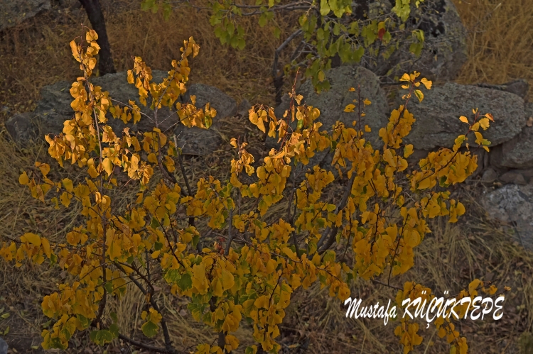 SONBAHAR YA�IYOR SOKAKLARIMA