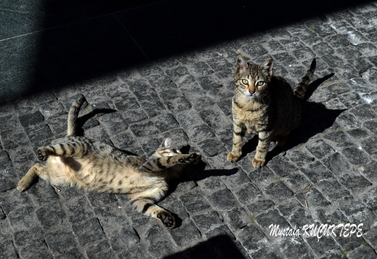 SEV�ML� DOSTLARIMIZ