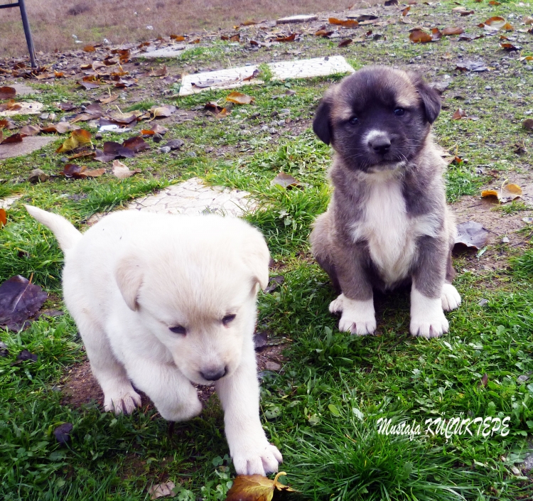 SEV�ML� DOSTLARIMIZ