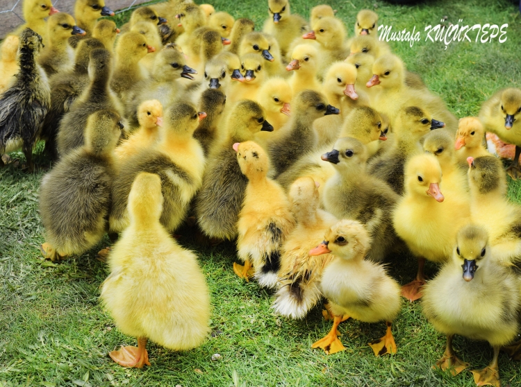 SEV�ML� DOSTLARIMIZ