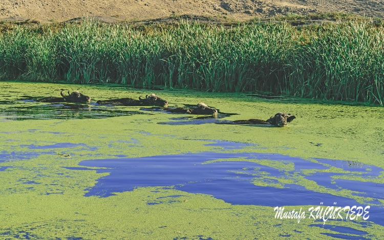 SEV�ML� DOSTLARIMIZ