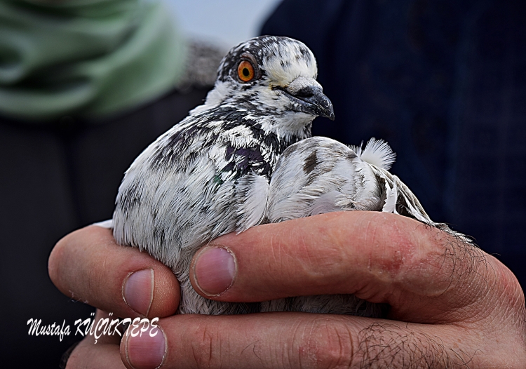 SEV�ML� DOSTLARIMIZ