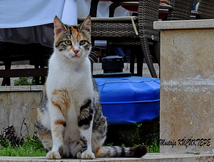 SEV�ML� DOSTLARIMIZ