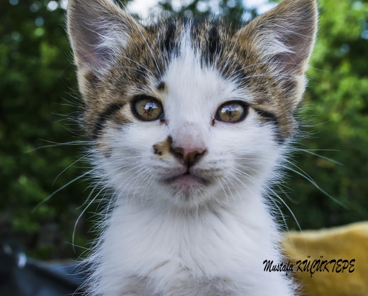 SEV�ML� DOSTLARIMIZ