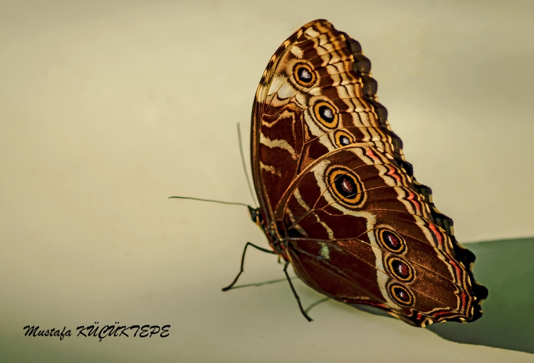 KELEBEKLER ��R�N KANATLAR