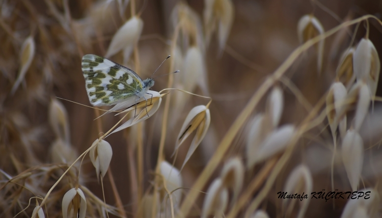 KELEBEKLER ��R�N KANATLAR