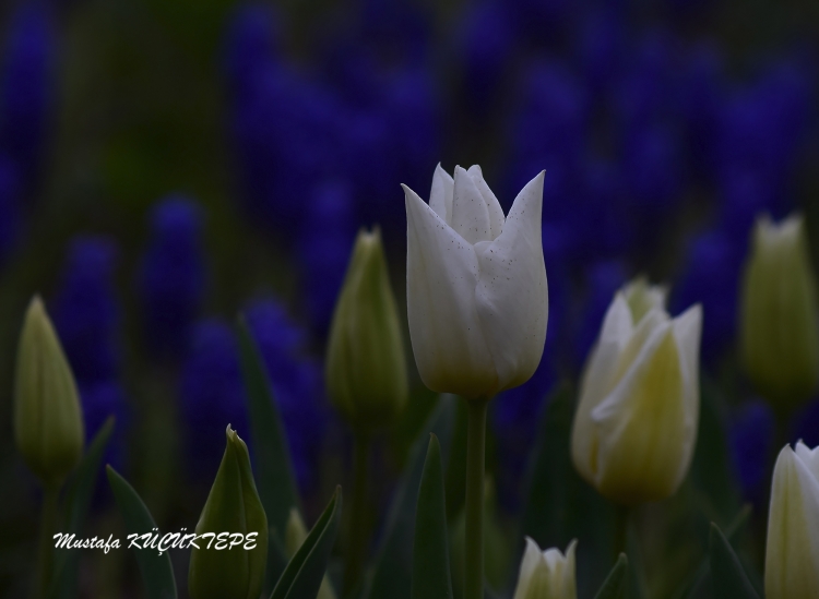 LALEZAR LALE BAH�ES�