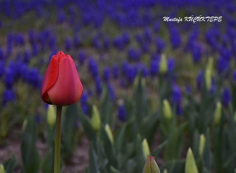 LALEZAR LALE BAH�ES�