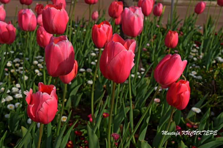 LALEZAR LALE BAH�ES�