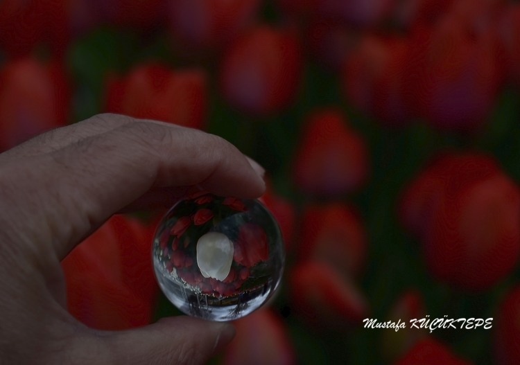 LALEZAR LALE BAH�ES�