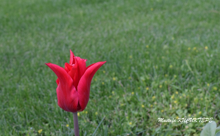 LALEZAR LALE BAH�ES�