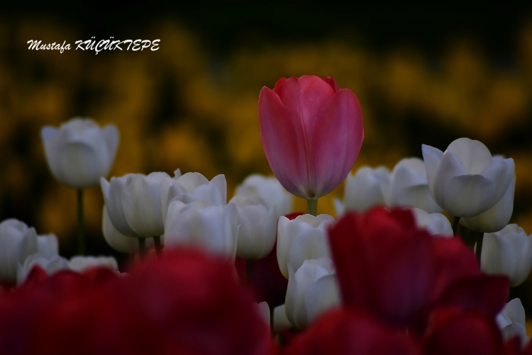 LALEZAR LALE BAH�ES�