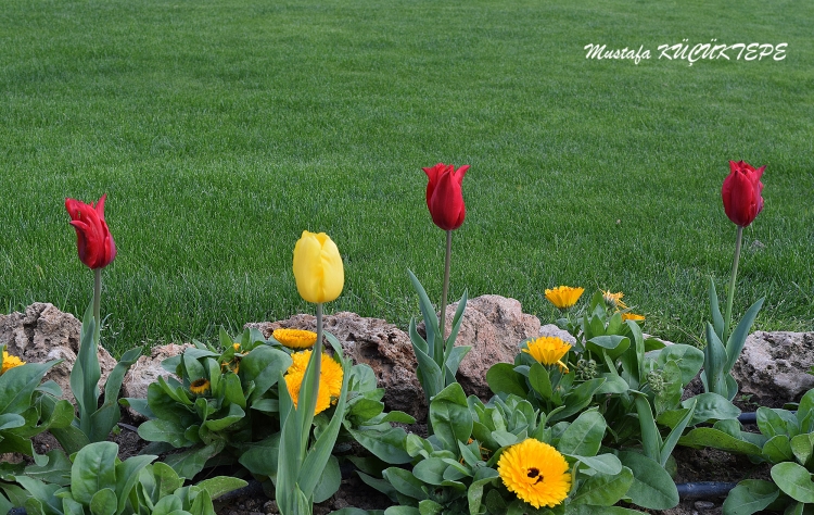 LALEZAR LALE BAH�ES�