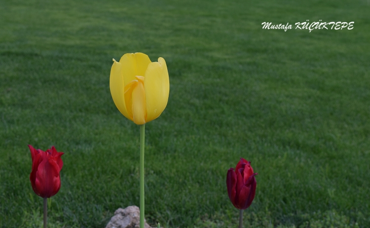 LALEZAR LALE BAH�ES�