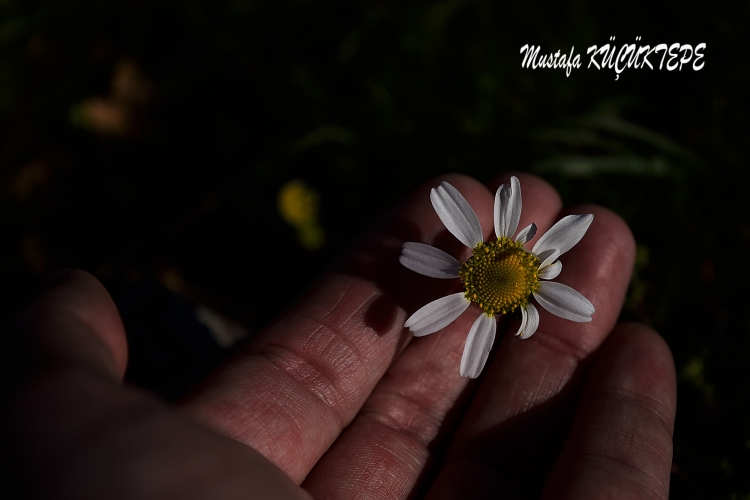 PAPATYALARI KOPARMAYALIM