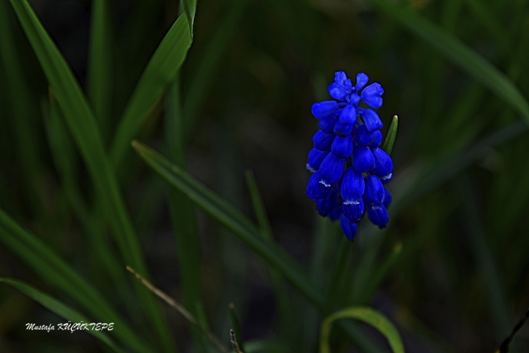 Mavili Foto�raflar