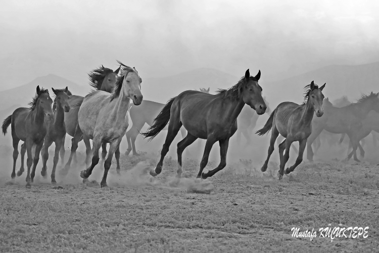 Siyah Beyaz Fotoğraflar