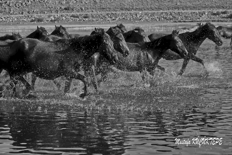 Siyah Beyaz Foto�raflar