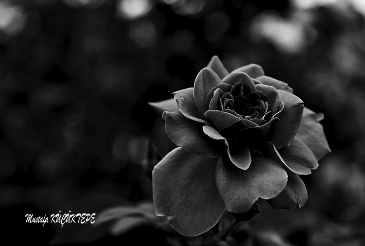 Siyah Beyaz Foto�raflar