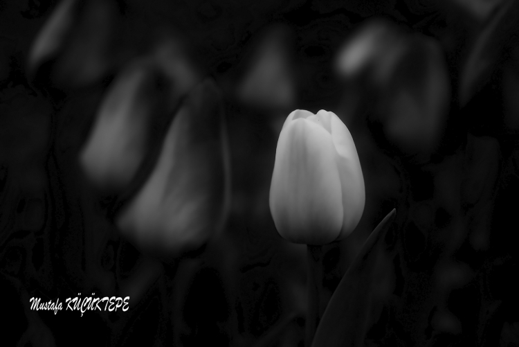 Siyah Beyaz Foto�raflar