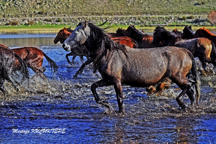 Foto�rafta Hareket