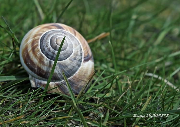 Yeşilli Fotoğraflar