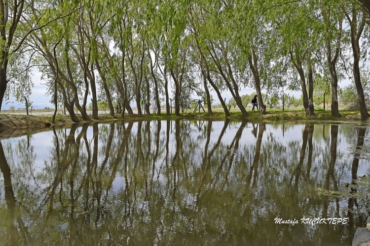 Yeşilli Fotoğraflar