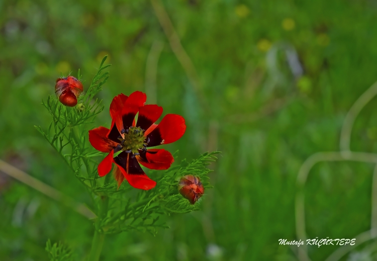 Ye�illi Foto�raflar