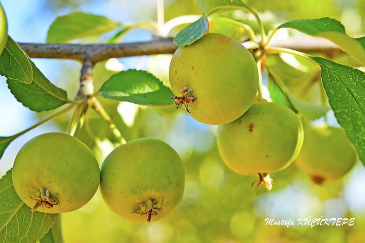 Ye�illi Foto�raflar