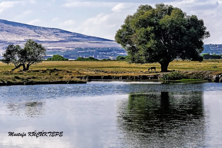 Ye�illi Foto�raflar