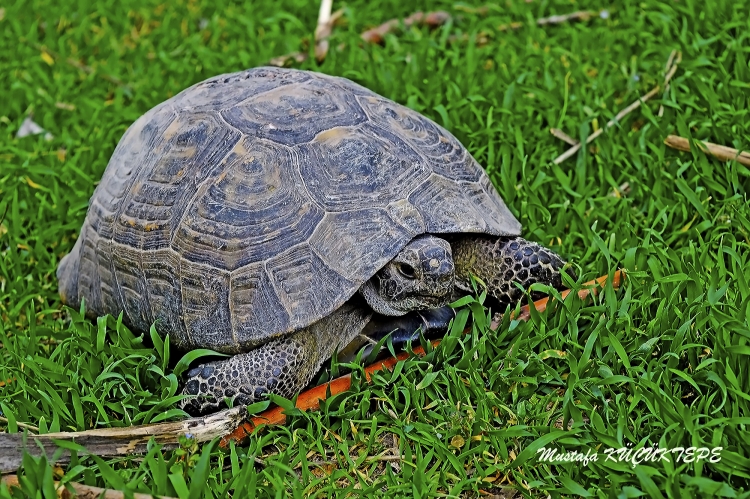 Ye�illi Foto�raflar