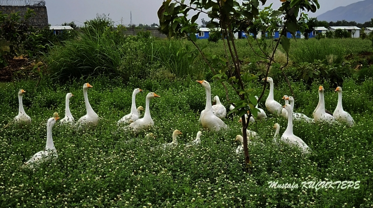 Ye�illi Foto�raflar