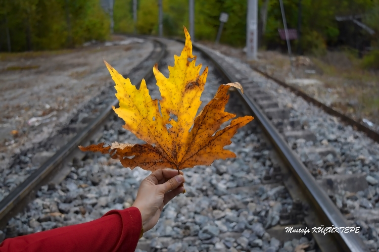 Sar�l� Foto�raflar