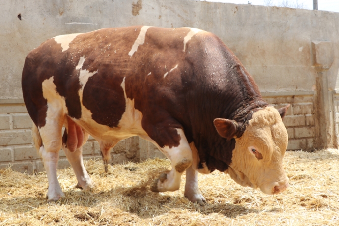 ampiyon boa 'Poyraz', 540 bin TL'ye alcsn buldu