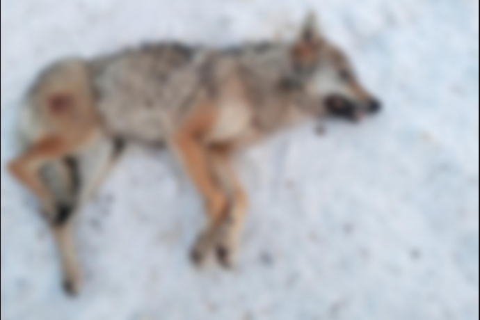 Kayseri�de Silahla Vurulmu� Kurt, �l� Bulundu