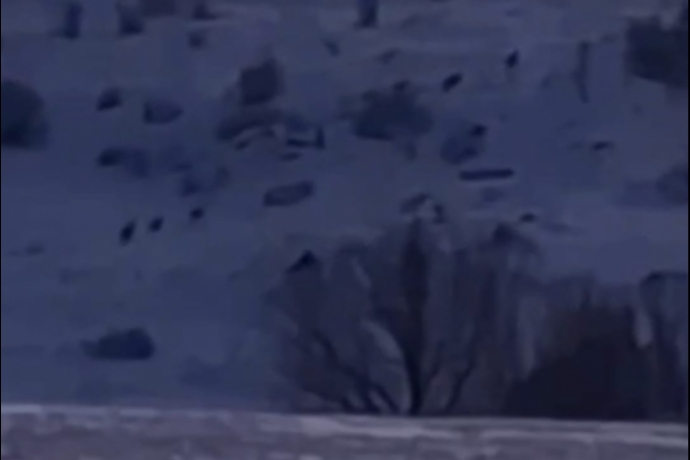 Tomarza'da Kurt S�r�s� Kamerada