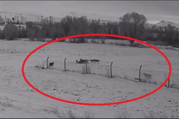 Bozk�rdan �l�e Merkezine �nen Deh�et: Kurt S�r�s� K�pe�i Par�alad�