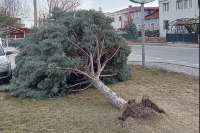 Kayseri�de Geceyi Sarsan R�zgar: Parktaki A�a� Bir Anda K�k�nden Koptu