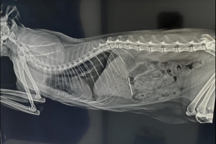 ��ne Yutan Pamuk �l�mle Burun Buruna Geldi, Gece Yar�s� Yap�lan Ameliyatla Hayata Tutundu