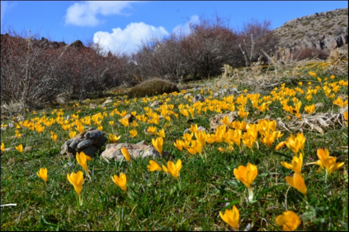 Kayseri�de Sar� �i�demler Topra�� Uykusundan Uyand�rd�