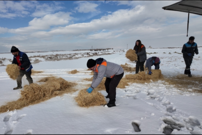 Kayseri�de Kar Alt�nda Sessiz Canlara B�y�k�ehir Eli