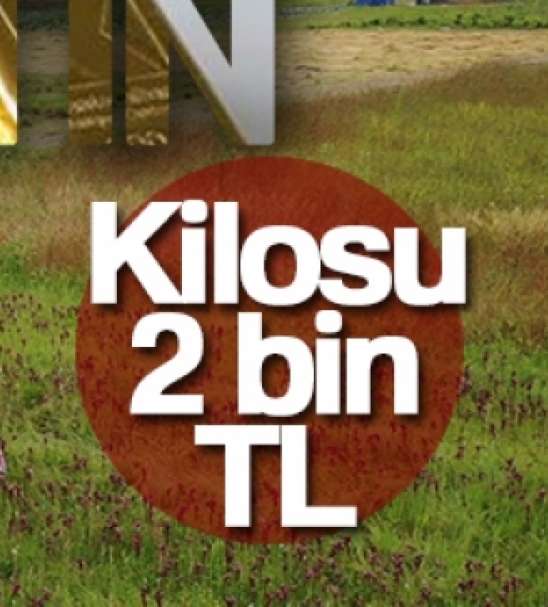 Topraktan kan altn: Kilosu 2 bin TL